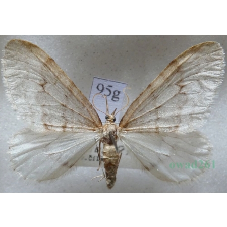 Operophtera fagata (Scharfenberg, 1805) male Piędzik siewierak Czech95g
